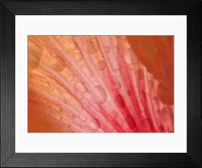Framed Print : Picture No. 10896764 Framed Print : Picture No. 10896764