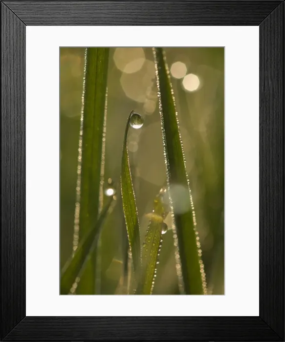 Framed Print : Picture No. 10896760 Framed Print : Picture No. 10896760