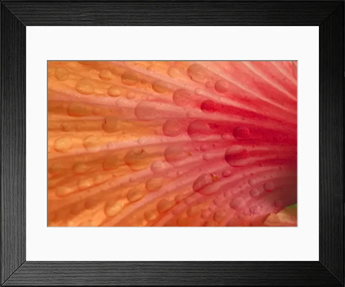 Framed Print : Picture No. 10896765