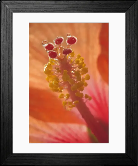 Framed Print : Picture No. 10896766 Framed Print : Picture No. 10896766