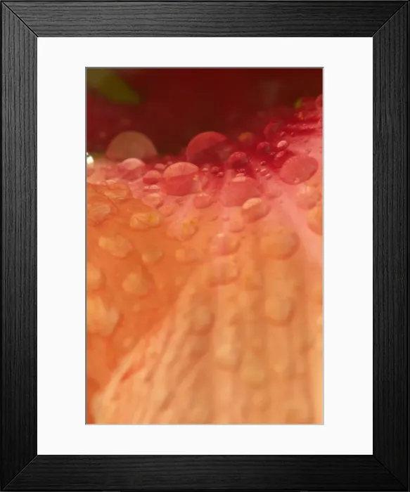 Framed Print : Picture No. 10896762