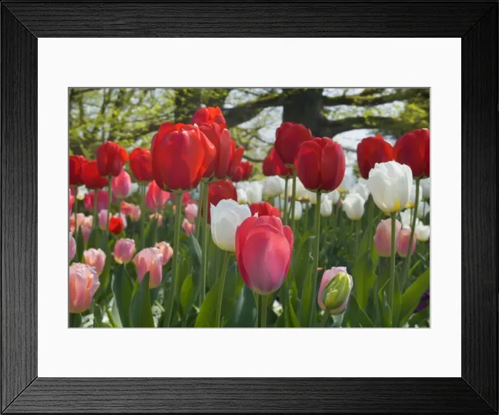 Framed Print : Picture No. 10896770 Framed Print : Picture No. 10896770