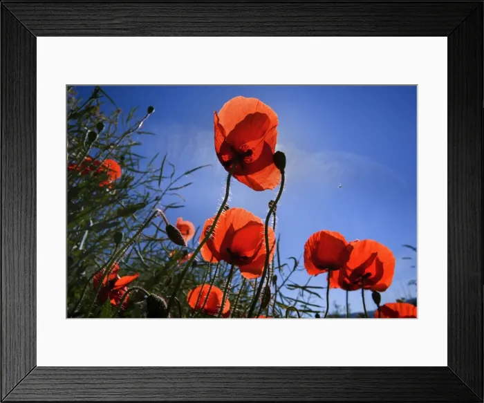 Framed Print : Picture No. 10896772 Framed Print : Picture No. 10896772