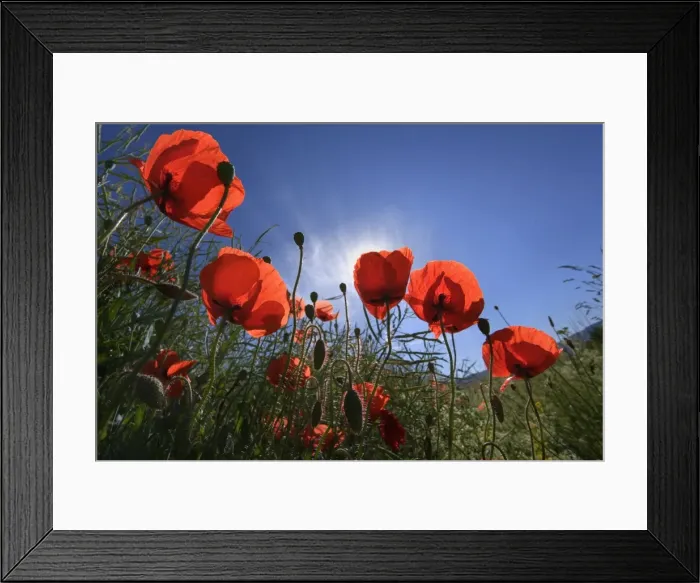 Framed Print : Picture No. 10896774 Framed Print : Picture No. 10896774