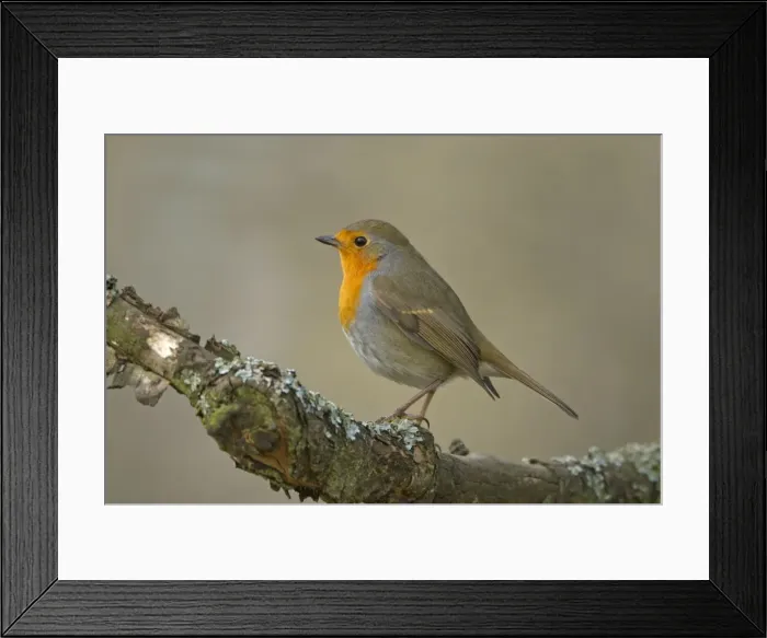 Framed Print : Picture No. 10896768
