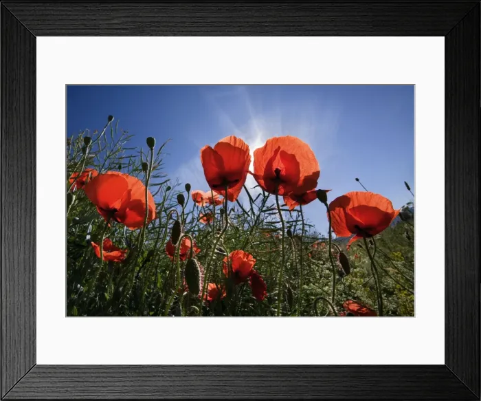 Framed Print : Picture No. 10896775 Framed Print : Picture No. 10896775