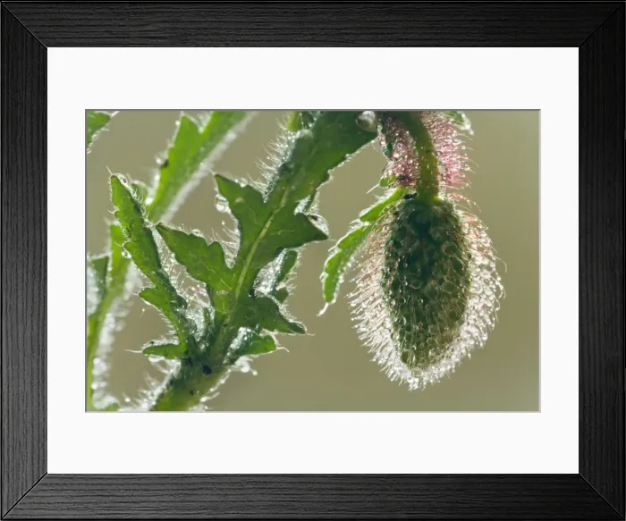 Framed Print : Picture No. 10896777 Framed Print : Picture No. 10896777