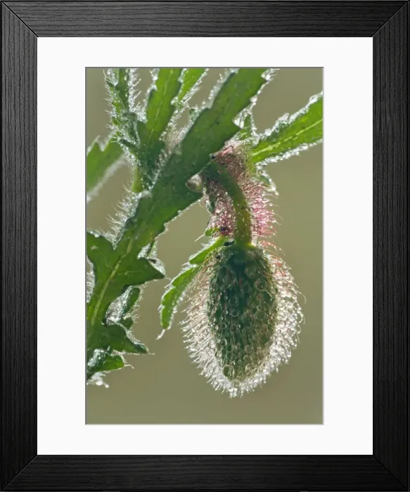Framed Print : Picture No. 10896776 Framed Print : Picture No. 10896776