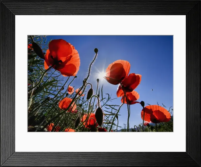 Framed Print : Picture No. 10896773
