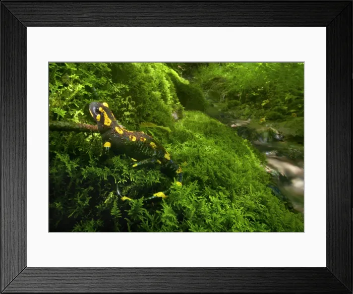 Framed Print : Picture No. 10896778 Framed Print : Picture No. 10896778