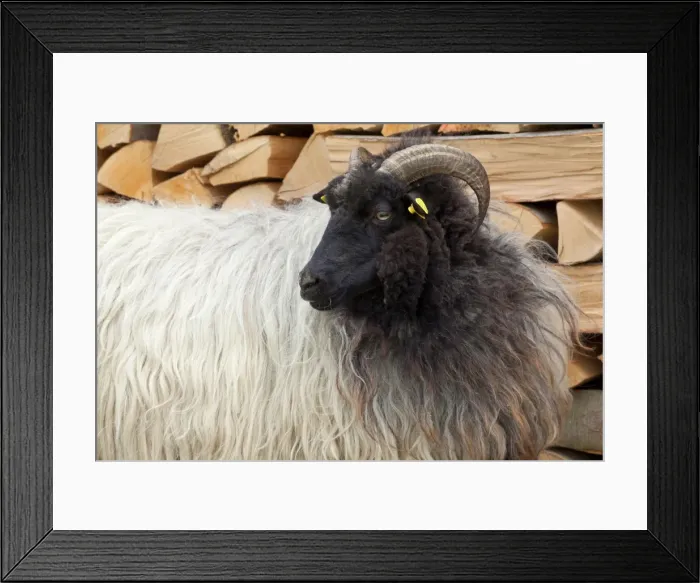 Framed Print : Picture No. 10896780 Framed Print : Picture No. 10896780