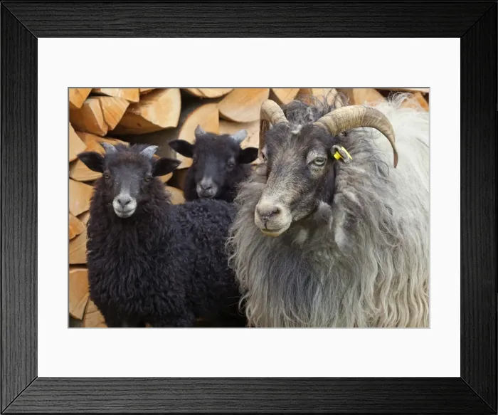 Framed Print : Picture No. 10896782 Framed Print : Picture No. 10896782