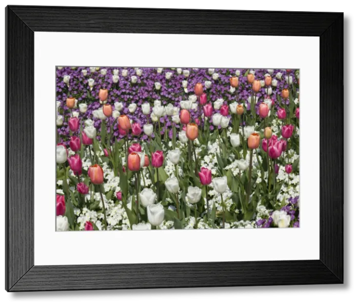 Framed Print : Picture No. 10896771 Framed Print : Picture No. 10896771