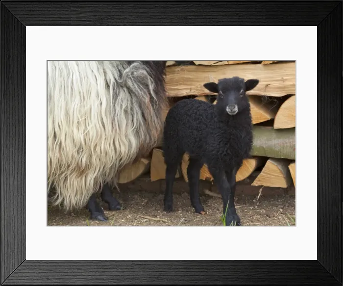 Framed Print : Picture No. 10896781 Framed Print : Picture No. 10896781