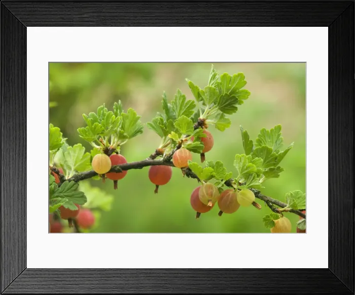 Framed Print : Picture No. 10896784 Framed Print : Picture No. 10896784