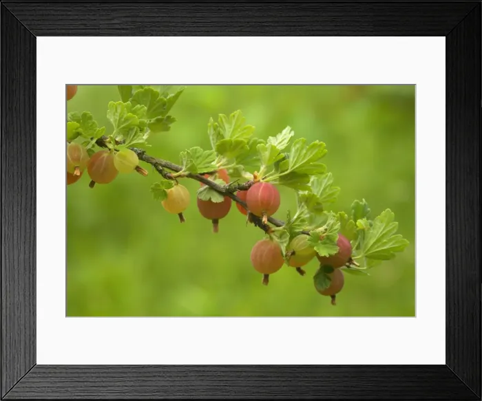 Framed Print : Picture No. 10896785 Framed Print : Picture No. 10896785