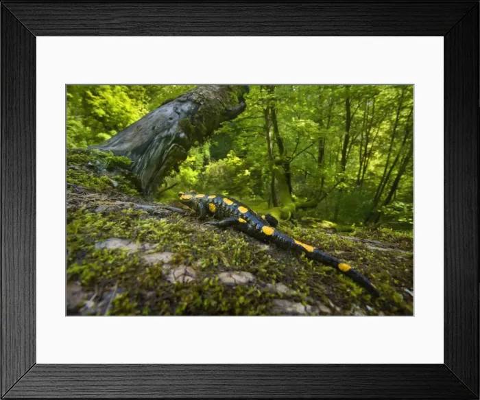 Framed Print : Picture No. 10896779 Framed Print : Picture No. 10896779