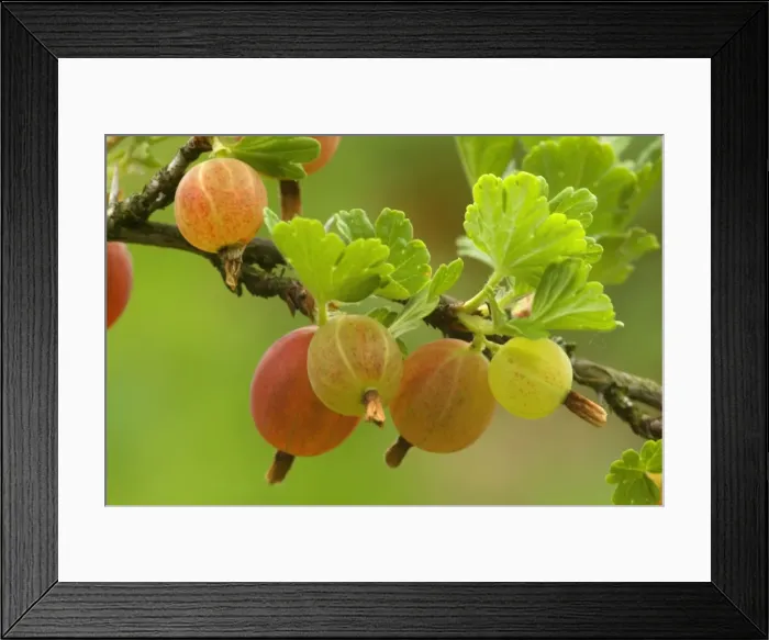 Framed Print : Picture No. 10896783 Framed Print : Picture No. 10896783