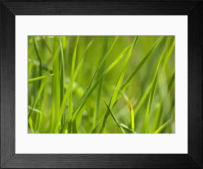 Framed Print : Picture No. 10896786 Framed Print : Picture No. 10896786