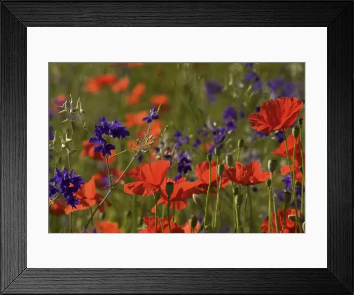 Framed Print : Picture No. 10896791 Framed Print : Picture No. 10896791