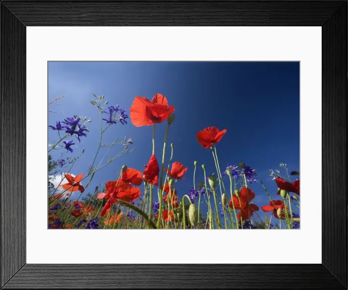 Framed Print : Picture No. 10896795 Framed Print : Picture No. 10896795