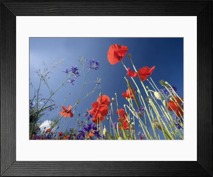 Framed Print : Picture No. 10896794 Framed Print : Picture No. 10896794
