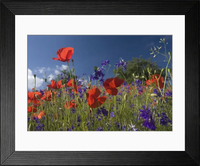 Framed Print : Picture No. 10896793 Framed Print : Picture No. 10896793