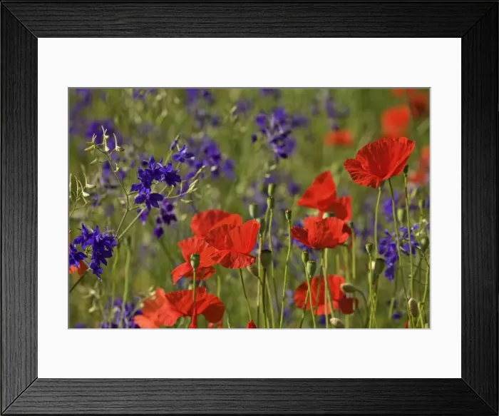 Framed Print : Picture No. 10896792 Framed Print : Picture No. 10896792