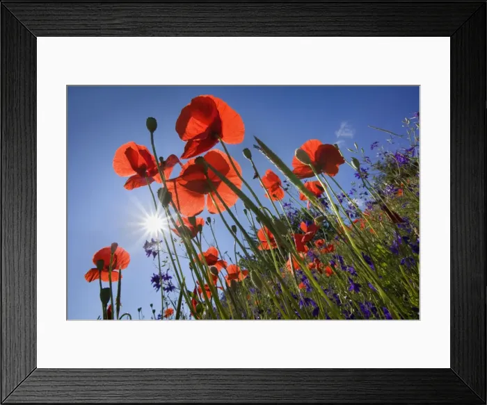 Framed Print : Picture No. 10896798 Framed Print : Picture No. 10896798