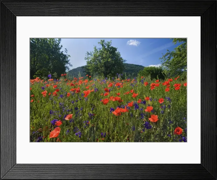 Framed Print : Picture No. 10896796 Framed Print : Picture No. 10896796