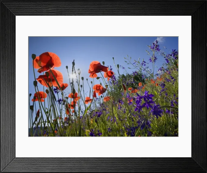 Framed Print : Picture No. 10896800 Framed Print : Picture No. 10896800