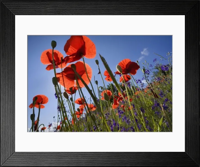 Framed Print : Picture No. 10896799 Framed Print : Picture No. 10896799
