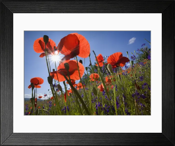 Framed Print : Picture No. 10896801 Framed Print : Picture No. 10896801