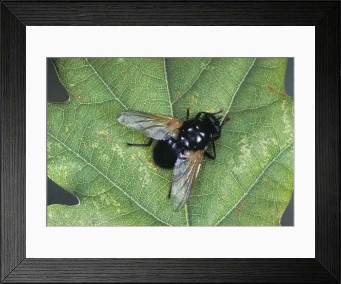 Framed Print : Picture No. 10896163 Framed Print : Picture No. 10896163
