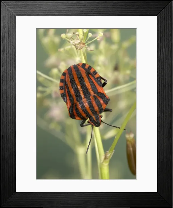 Framed Print : Picture No. 10896167 Framed Print : Picture No. 10896167