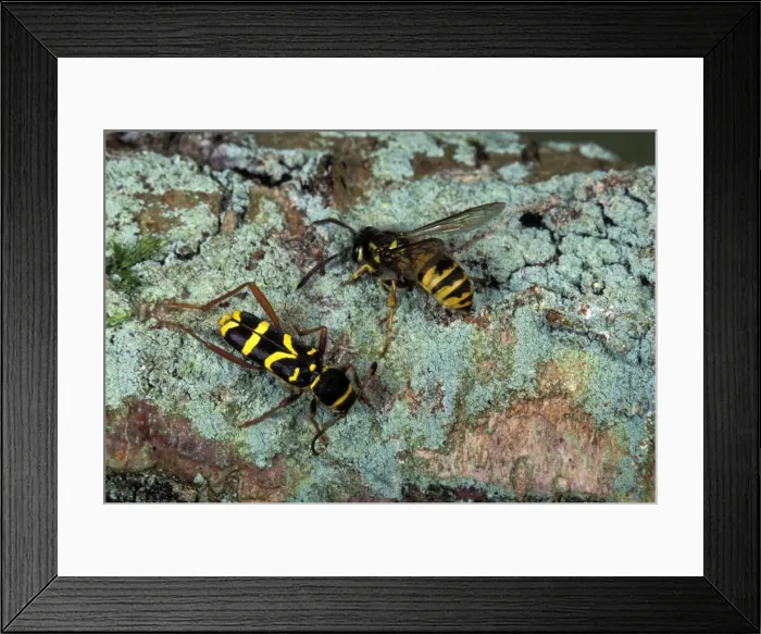 Framed Print : Picture No. 10896169 Framed Print : Picture No. 10896169
