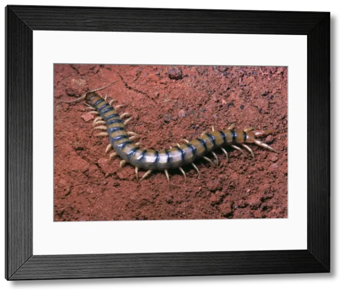 Framed Print : Picture No. 10896172 Framed Print : Picture No. 10896172
