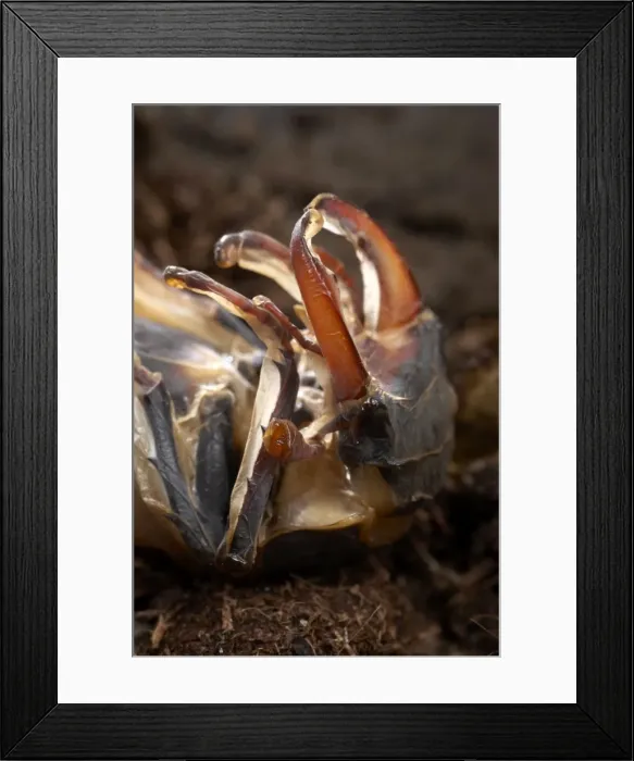 Framed Print : Picture No. 10896174 Framed Print : Picture No. 10896174