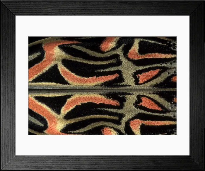 Framed Print : Picture No. 10896175 Framed Print : Picture No. 10896175
