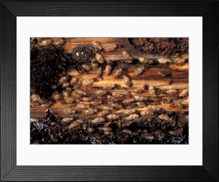 Framed Print : Picture No. 10896171