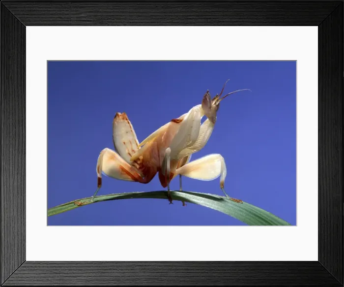 Framed Print : Picture No. 10896176 Framed Print : Picture No. 10896176