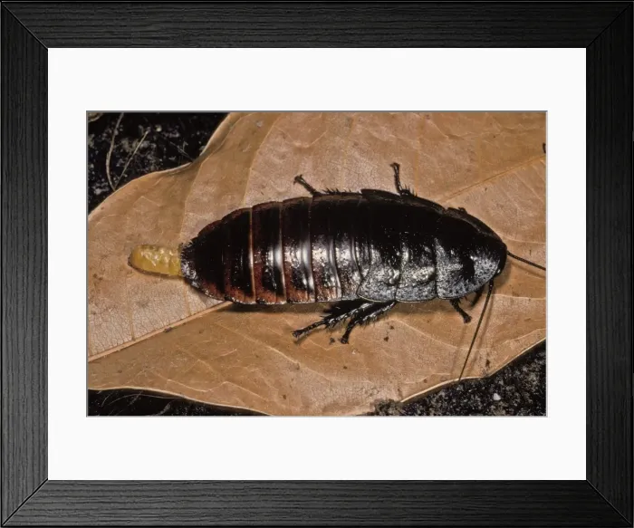 Framed Print : Picture No. 10896168 Framed Print : Picture No. 10896168