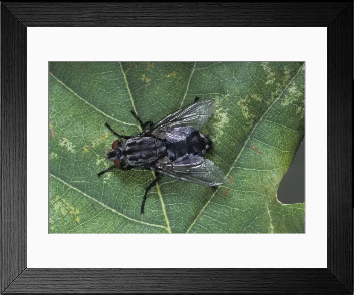 Framed Print : Picture No. 10896173 Framed Print : Picture No. 10896173
