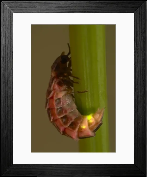 Framed Print : Picture No. 10896178 Framed Print : Picture No. 10896178