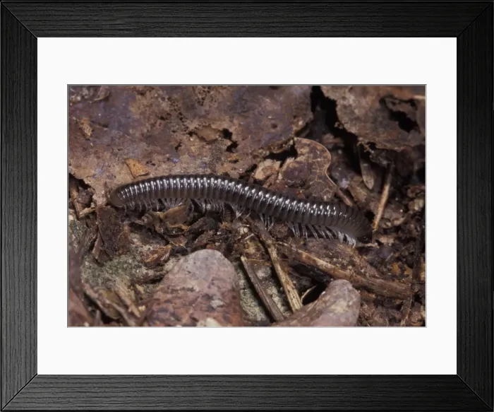 Framed Print : Picture No. 10896180 Framed Print : Picture No. 10896180