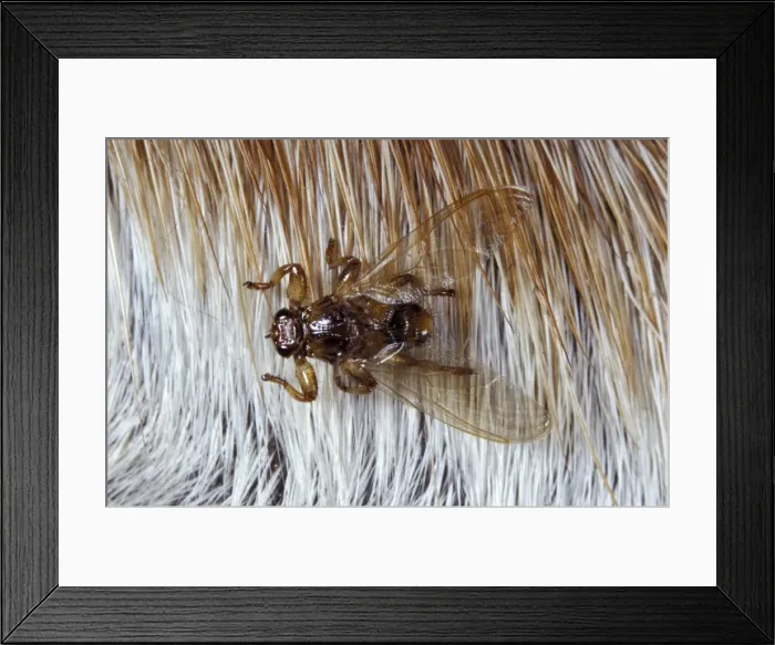 Framed Print : Picture No. 10896182