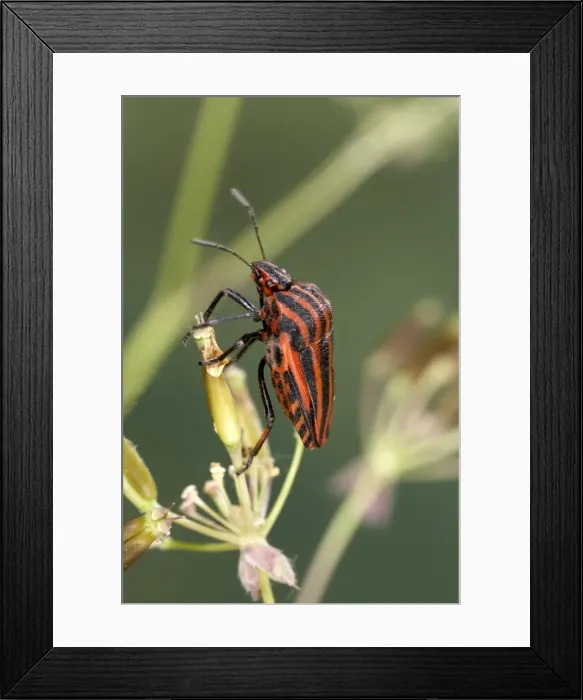 Framed Print : Picture No. 10896181 Framed Print : Picture No. 10896181