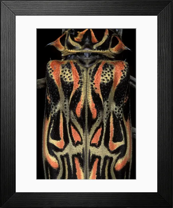 Framed Print : Picture No. 10896184 Framed Print : Picture No. 10896184
