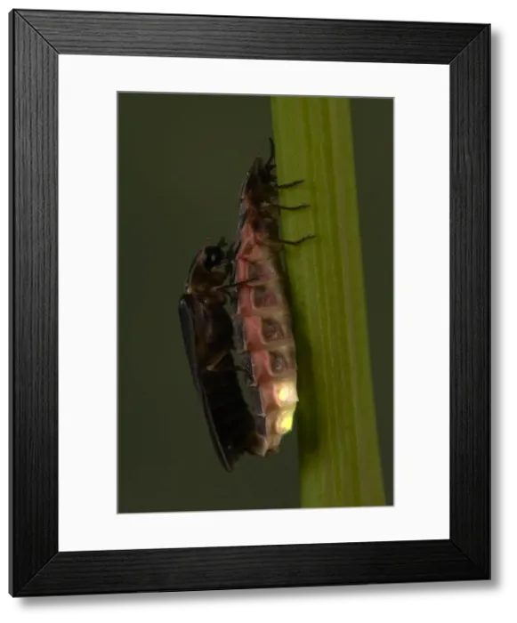 Framed Print : Picture No. 10896185 Framed Print : Picture No. 10896185