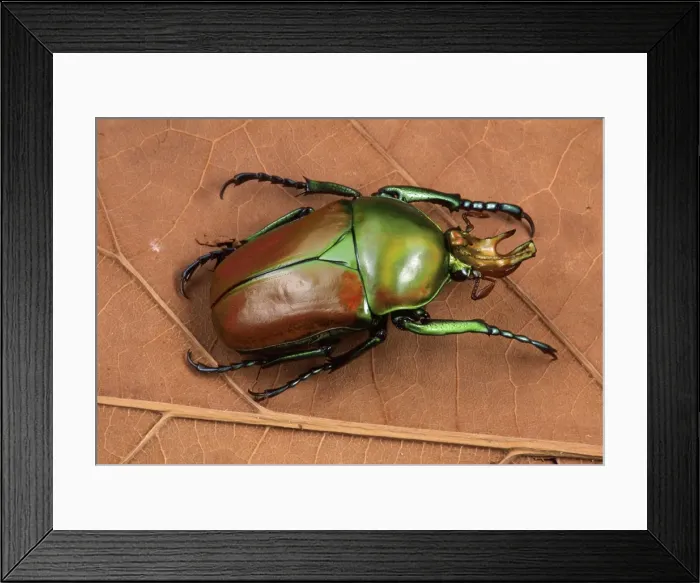 Framed Print : Picture No. 10896177 Framed Print : Picture No. 10896177